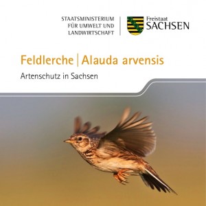 Titel der Broschüre des Sächsischen Staatsministeriums für Umwelt und Landwirtschaft über die Feldlerche